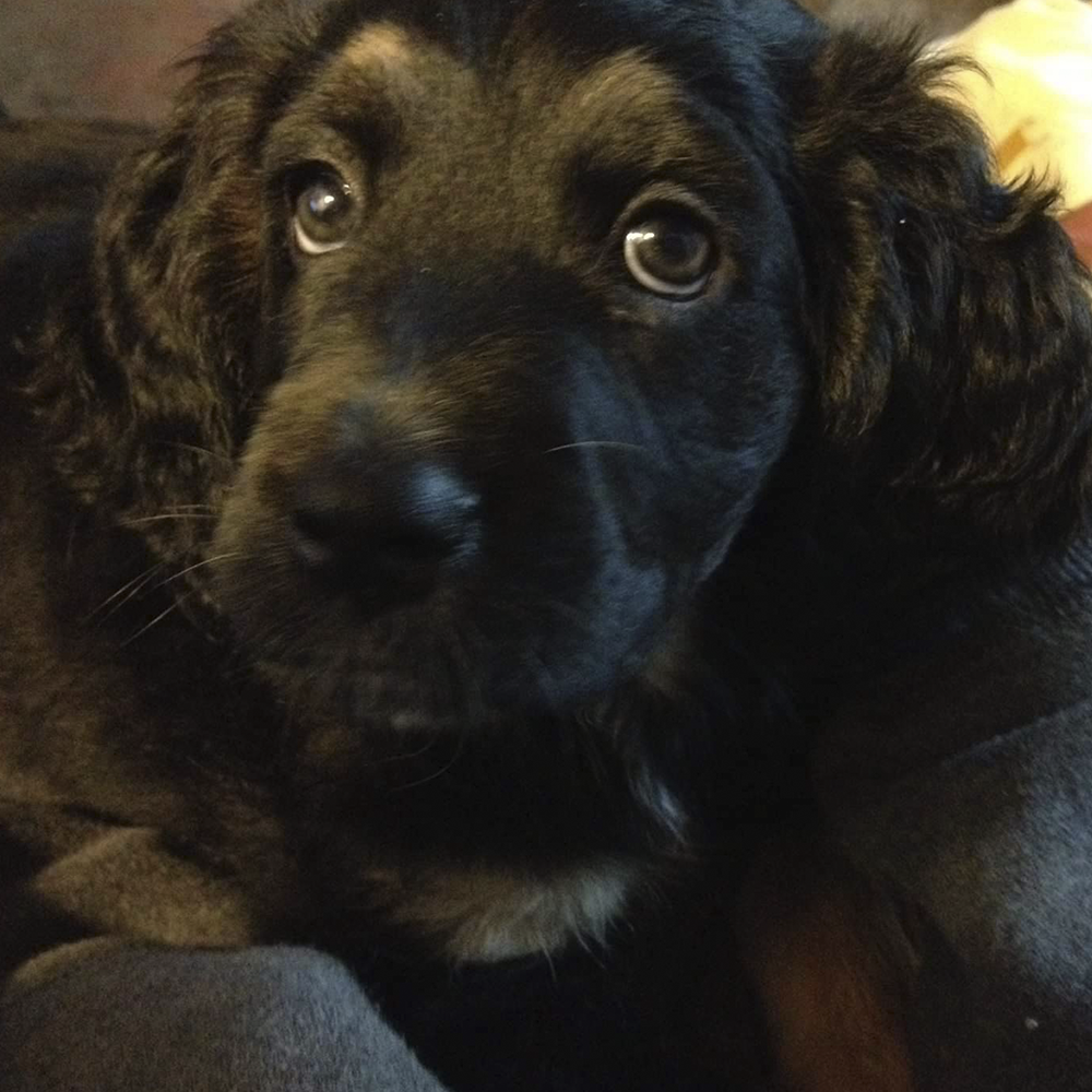 🐶RIFA PARA MI PERRITO ARSEN 🐶