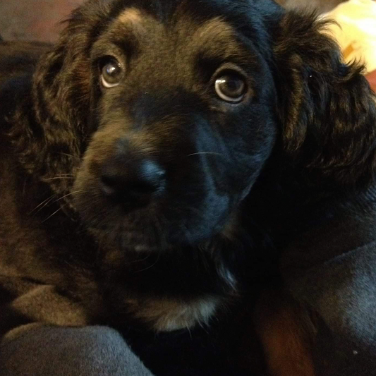 🐶RIFA PARA MI PERRITO ARSEN 🐶