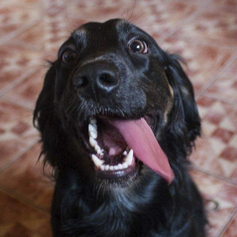 🐶RIFA PARA MI PERRITO ARSEN 🐶