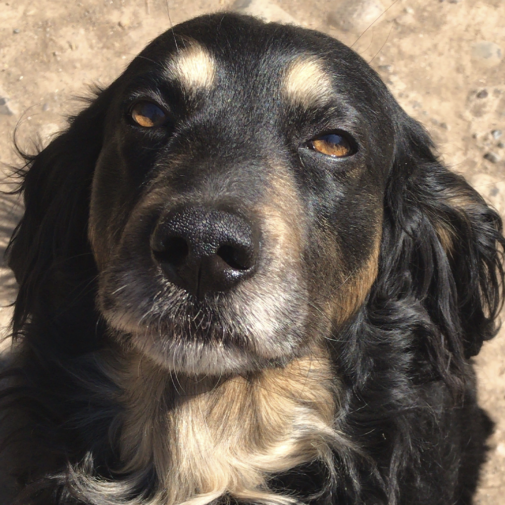 🐶RIFA PARA MI PERRITO ARSEN 🐶